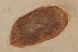 Two Red Fossil Leaves (Rhamnus & Fraxinus) - Montana #165062-1